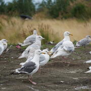 Herring and Glaucous gulls at the Bethel Landfill, Bethel, Alaska