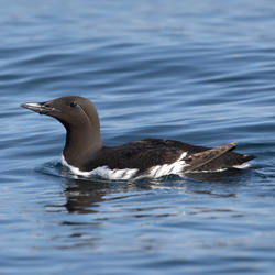 Common Murre on the water in Kachemak Bay, Alaska