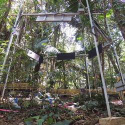 Six metal poles support heating lamps several feet above the tropical floor. Tropical forest vegetation surrounds the structure