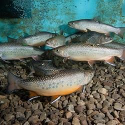 Brook trout 