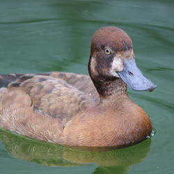 A captive female lesser scaup at the USGS seaduck colony