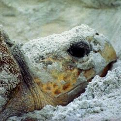 Fig. 4. Loggerhead sea turtle, Cape San Bas, FL