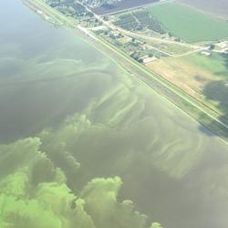 Cyanobacterial bloom in Lake Okeechobee, FL (July 2016)