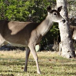 Image shows a mule deer doe walking on grass, facing right