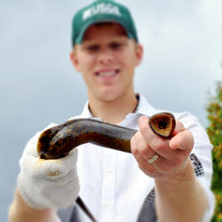 Sea Lamprey