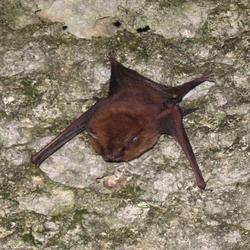 This photo of a Pacific sheath-tailed bat is the last good photo of this bat from Aguiguan in existence.