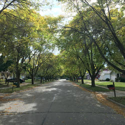 Photo of a tree-lined street in Fond du Lac, Wisconsin