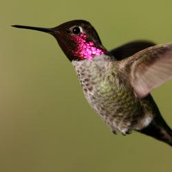 Anna's Hummingbird (Calypte anna) Flying