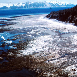 Uplifted sea floor at Cape Cleare on Montague Island in Prince William Sound.