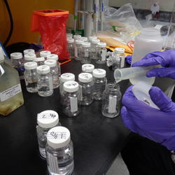 A U.S. Geological Survey (USGS) microbiologist prepares a water sample for enterococci testing