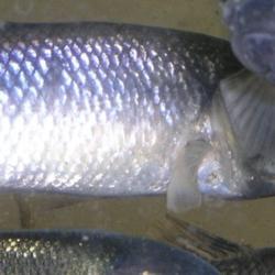 Fathead minnows (Pimephales promelas) swimming in an experimental aquarium