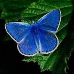 Endangered Karner blue butterfly, Lycaeides melissa samuelis