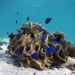 Coral head that looks like lettuce sits on sandy bottom in clear blue water and is surrounded by brightly colored fish.