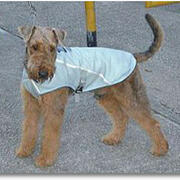 A dog wearing a cooling vest.