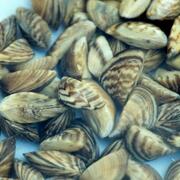 Image: Zebra Mussels