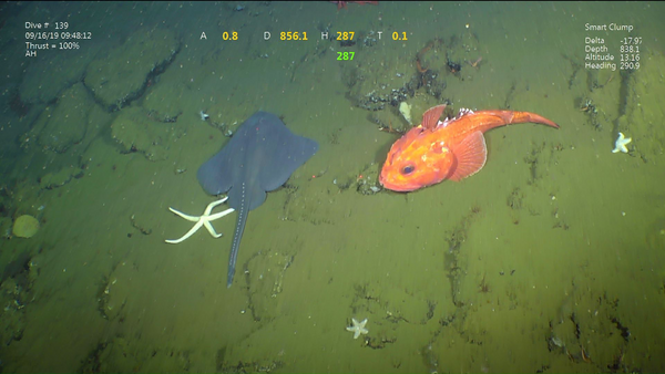 Critters on the bottom of the ocean, a sea star, skate, and rockfish.