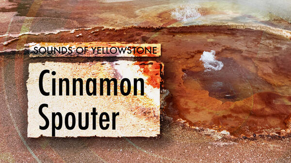 Cinnamon Spouter, Sounds of Yellowstone