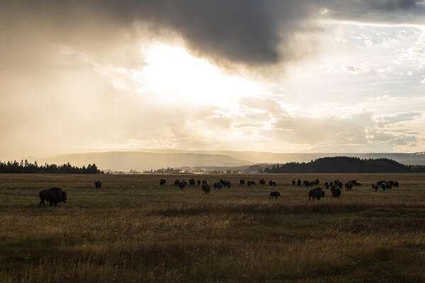 A large herd of bison travel through an open field while the sun sets in the distance over the mountains.