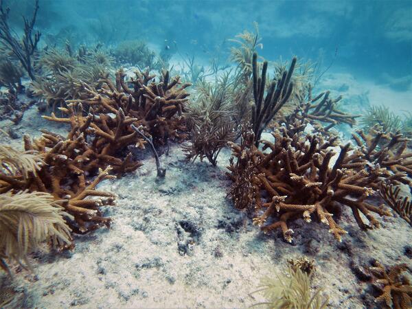 several branching corals among a relatively flat reef area