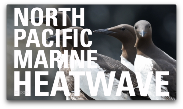 north pacific marine heatwave