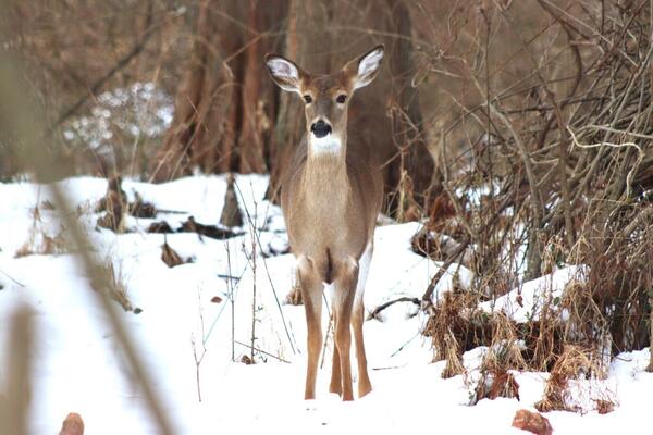 white tailed deer with black eyes, black nose, white ears and tail, and brown fur, standing in snow near the woods