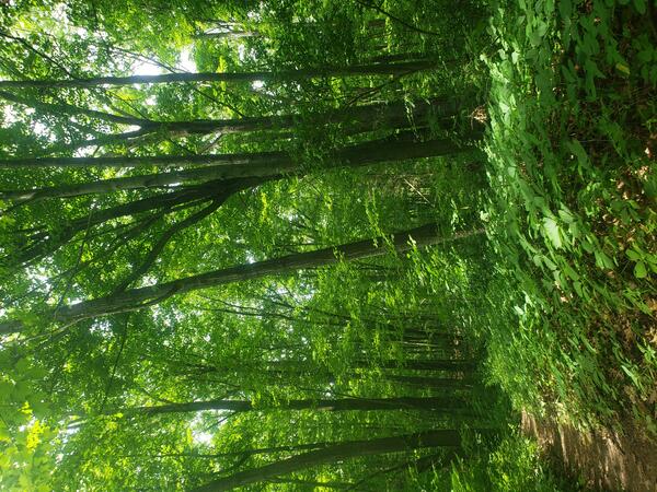 green leaves on trees in michigan