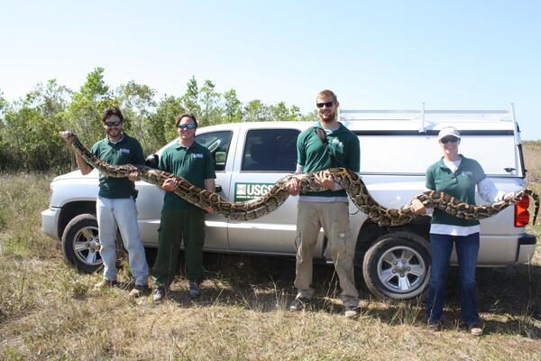 Image: A Record-Breaking Invasive Burmese Python