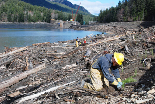 Revegetation planting day at former Lake Mills reservoir as Glines Canyon Dam is removed. 