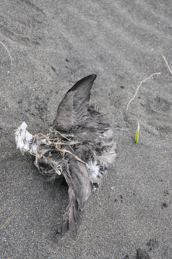 Cassin’s Auklet decomposes on the beach west of Cape Grieg