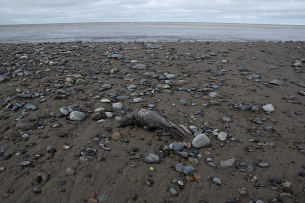 Short-tailed Shearwater carcass on beach in Bristol Bay, Alaska