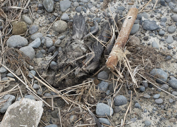 Short-tailed Shearwater carcass on beach in Bristol Bay, Alaska