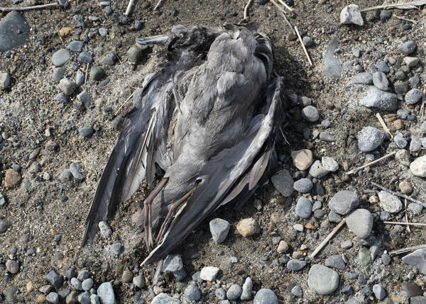 Short-tailed Shearwater carcass on beach in Bristol Bay, Alaska