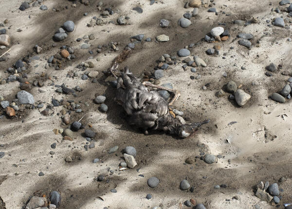 Short-tailed Shearwater carcass on beach in Bristol Bay, Alaska