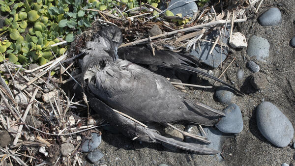 Emaciated Short-tailed Shearwater carcass on beach in Bristol Bay, Alaska