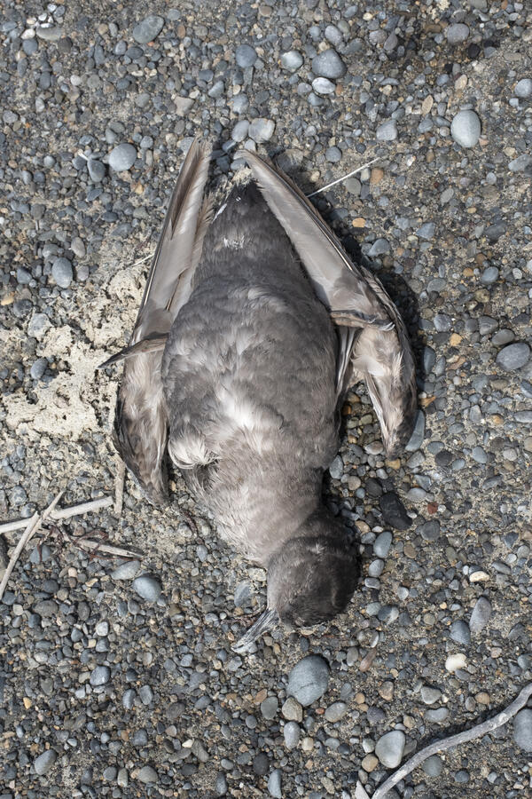 Short-tailed Shearwater carcass on beach in Bristol Bay, Alaska