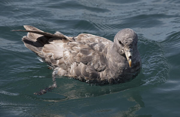 A Northern Fulmar on the water in Lower Cook Inlet 