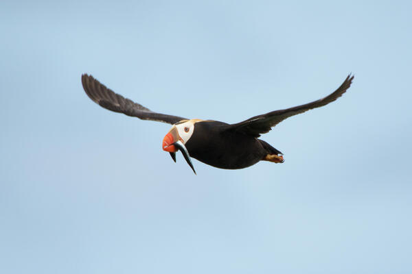 Tufted Puffin with a meal