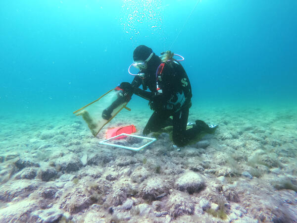 Diver Collecting Cladophora in Lake Michigan