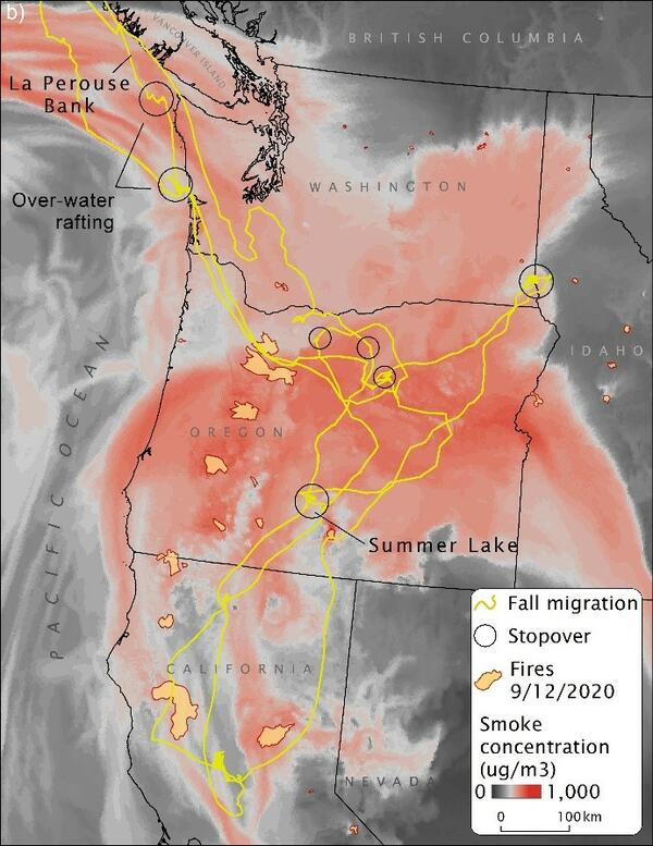 Map showing migration routes superimposed on a wildfire smoke map, with dense smoke covering the northwestern states