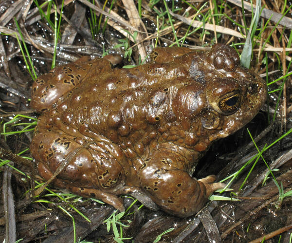 Yosemite Toad