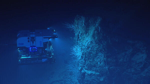 Remotely operated vehicle Deep Discoverer surveys a large boulder covered in bamboo corals