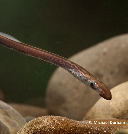 Pacific Lamprey swimming freely through rocky area