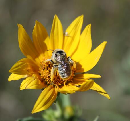 Image: Native Bee Pollinates Native Flower