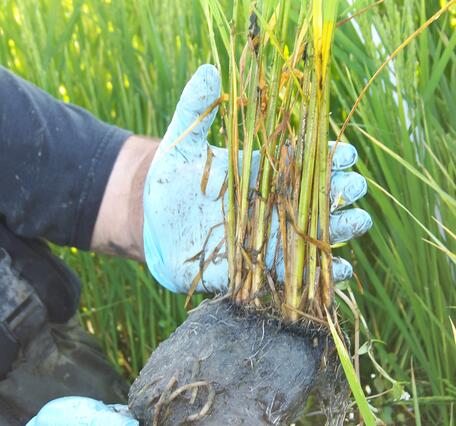 Gloved hands hold a plant showing the roots and soil.