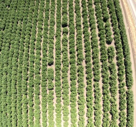 Drone image captured during almond field mapping in the Central Valley of California