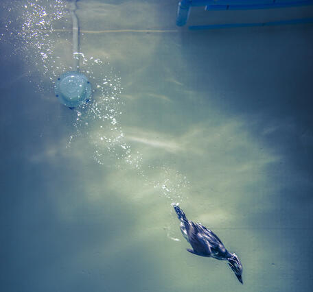 A long-tailed duck with an underwater speaker in the background.