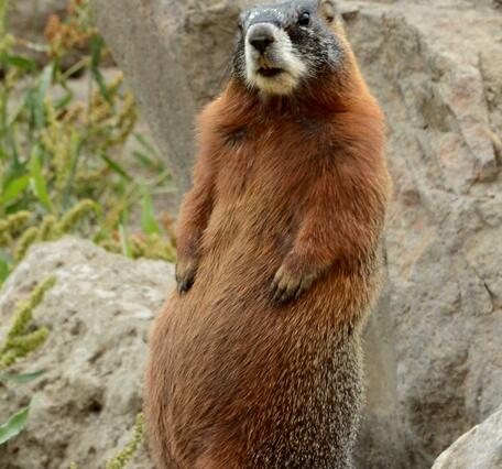 Photo of marmot standing on its hind legs, in Yellowstone National Park