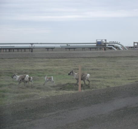 Two female caribou with calves on other side of industrial road. Semi-truck taillights right side, oil pipeline background.