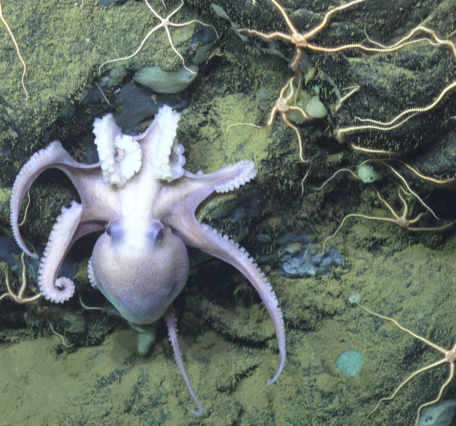 A pale lavender deep-sea octopus found at Escanaba Trough