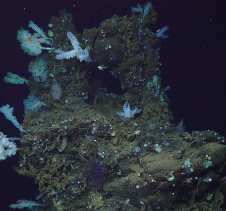 A sulfide mound at Escanaba Trough covered in sponges, brittle stars and other organisms